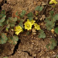 Merremia emarginata (Burm.f.) Hallier f.